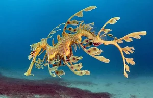 The Mesmerizing Beauty of the Leafy Seadragon Marine Legend - image 1