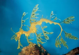 The Mesmerizing Beauty of the Leafy Seadragon Marine Legend - image 7