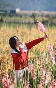 Stunning Gladiolus Fields at Mimosa Pass Become Da Lat's Latest Hotspot - image 6