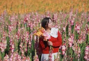 Stunning Gladiolus Fields at Mimosa Pass Become Da Lat's Latest Hotspot - image 3