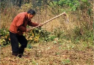 Farmer Uncovers Hidden Ming Dynasty Treasure While Building a Pigsty - image 3