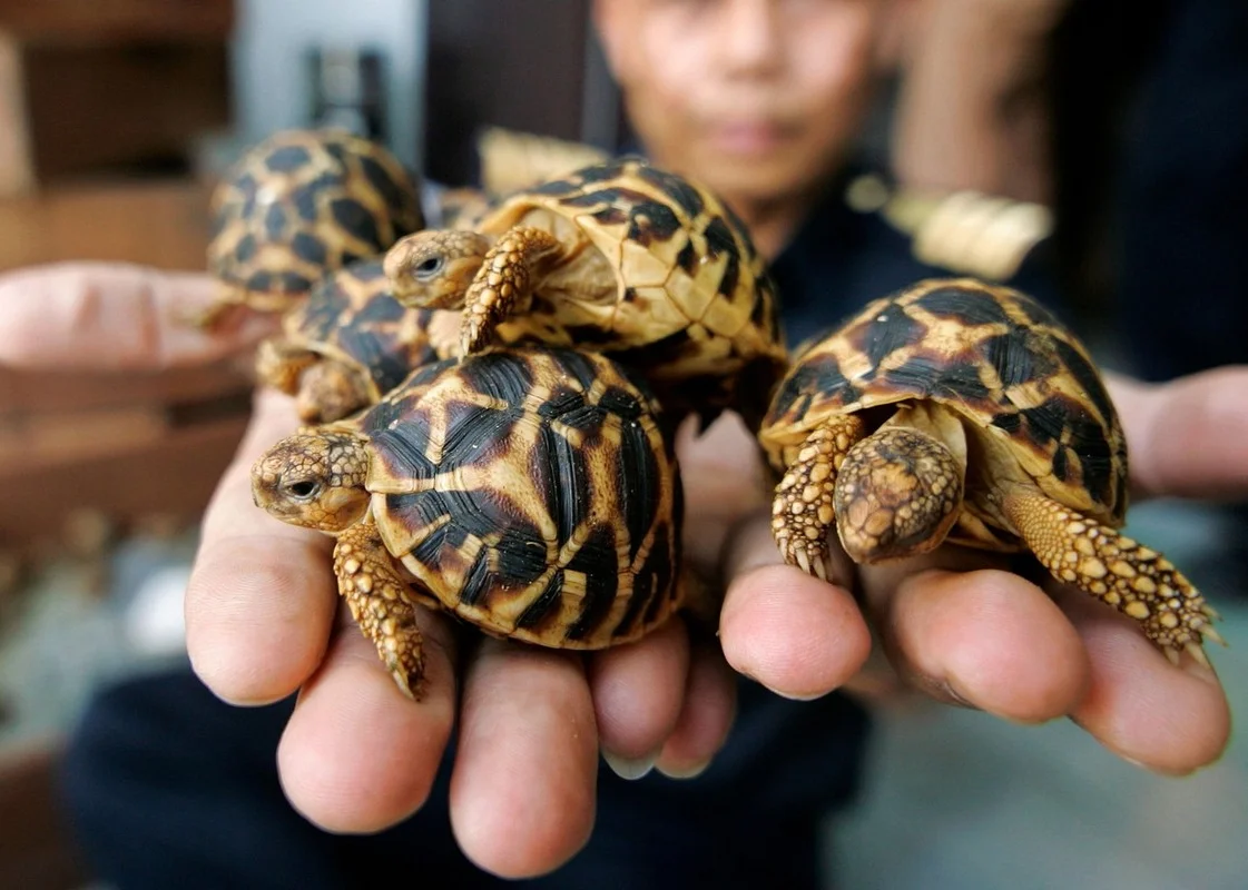 The World's Most Beautiful Tortoise: A Highly Sought-After Pet