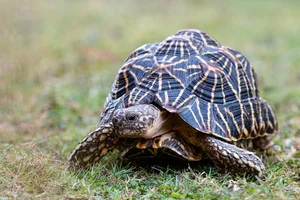 The World's Most Beautiful Tortoise: A Highly Sought-After Pet - image 11