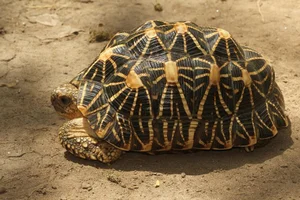 The World's Most Beautiful Tortoise: A Highly Sought-After Pet - image 8