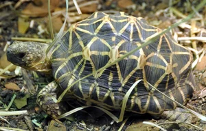 The World's Most Beautiful Tortoise: A Highly Sought-After Pet - image 4