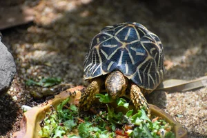 The World's Most Beautiful Tortoise: A Highly Sought-After Pet - image 7
