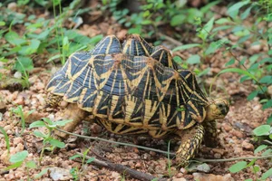 The World's Most Beautiful Tortoise: A Highly Sought-After Pet - image 1
