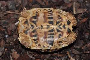 The World's Most Beautiful Tortoise: A Highly Sought-After Pet - image 0