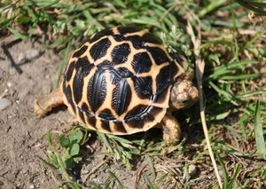 The World's Most Beautiful Tortoise: A Highly Sought-After Pet - image 12