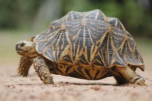 The World's Most Beautiful Tortoise: A Highly Sought-After Pet - image 10