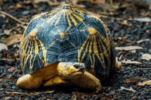 The World's Most Beautiful Tortoise: A Highly Sought-After Pet - image 6