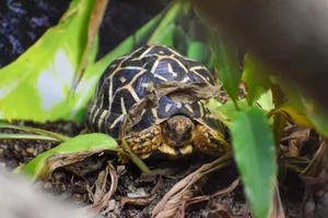 The World's Most Beautiful Tortoise: A Highly Sought-After Pet - image 2