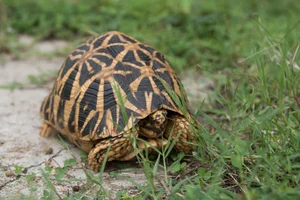 The World's Most Beautiful Tortoise: A Highly Sought-After Pet - image 3