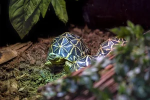 The World's Most Beautiful Tortoise: A Highly Sought-After Pet - image 9