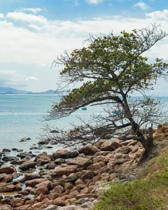 Exploring the Natural Wonders of Mũi Vi Rồng: A Hidden Gem for Adventure Travelers - image 2