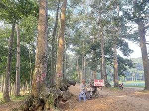 Discovering Ba Om Pond: A Serene Escape in Vietnam’s Mekong Delta - image 6