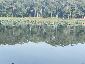 Discovering Ba Om Pond: A Serene Escape in Vietnam’s Mekong Delta - image 0
