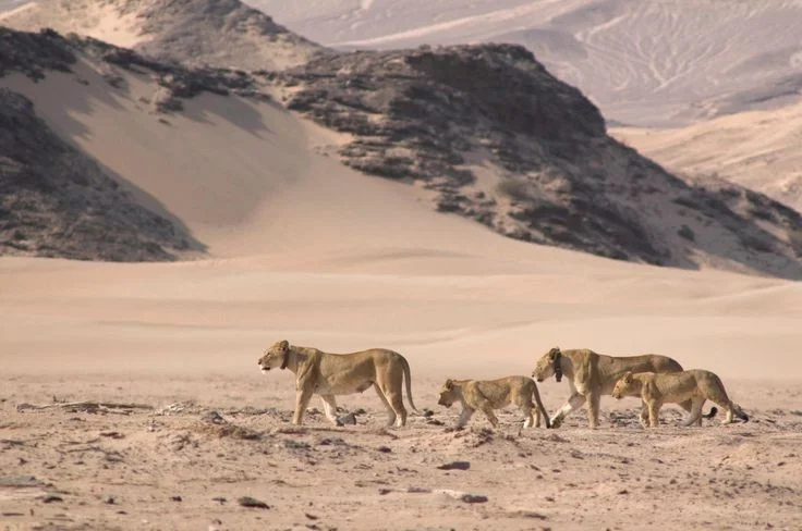Mind-Blowing Facts About the Namib Desert, Earth's Oldest Desert