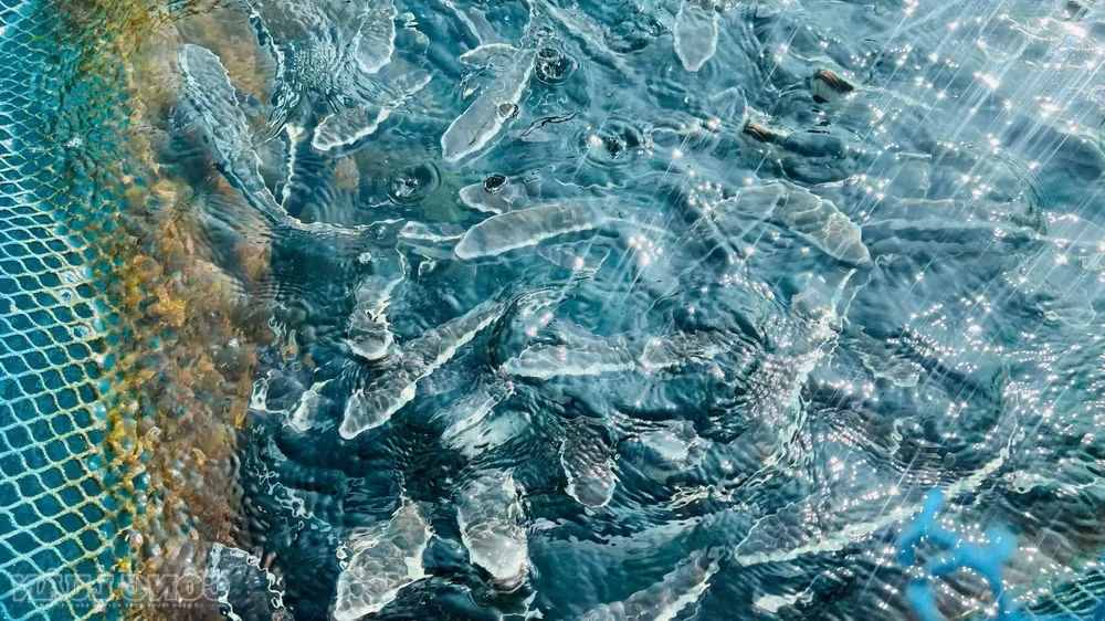 Floating Fortresses of Nhon Chau: How Squid Fishing Empowers Island Communities