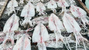 Floating Fortresses of Nhon Chau: How Squid Fishing Empowers Island Communities - image 1