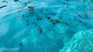 Floating Fortresses of Nhon Chau: How Squid Fishing Empowers Island Communities - image 4