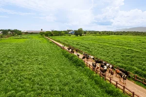 Vinamilk's Net Zero Ecosystem Expands Beyond Green Dairy Farms - image 2
