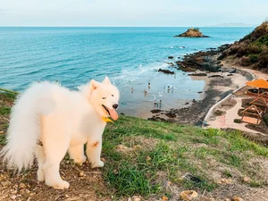 Vung Tau Travel Guide 2024: A Complete Guide to Beaches and Seafood - image 3
