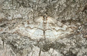 The Art of Invisibility: How Animals Use Masterful Camouflage to Hide in Plain Sight - image 4