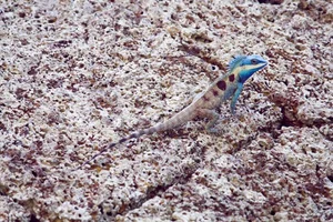 The Art of Invisibility: How Animals Use Masterful Camouflage to Hide in Plain Sight - image 8