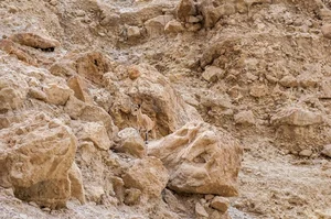 The Art of Invisibility: How Animals Use Masterful Camouflage to Hide in Plain Sight - image 16