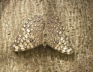 The Art of Invisibility: How Animals Use Masterful Camouflage to Hide in Plain Sight - image 5