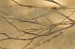 The Art of Invisibility: How Animals Use Masterful Camouflage to Hide in Plain Sight - image 6