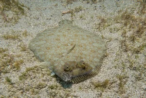 The Art of Invisibility: How Animals Use Masterful Camouflage to Hide in Plain Sight - image 3