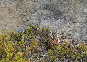 The Art of Invisibility: How Animals Use Masterful Camouflage to Hide in Plain Sight - image 15
