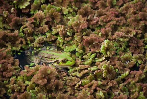The Art of Invisibility: How Animals Use Masterful Camouflage to Hide in Plain Sight - image 12