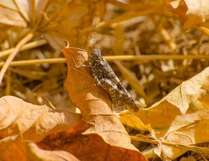 The Art of Invisibility: How Animals Use Masterful Camouflage to Hide in Plain Sight - image 14
