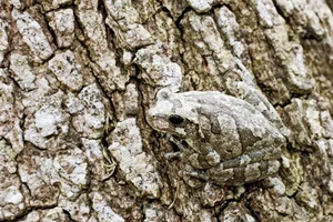 The Art of Invisibility: How Animals Use Masterful Camouflage to Hide in Plain Sight - image 18