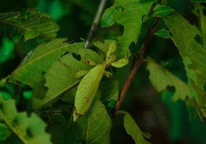 The Art of Invisibility: How Animals Use Masterful Camouflage to Hide in Plain Sight - image 17