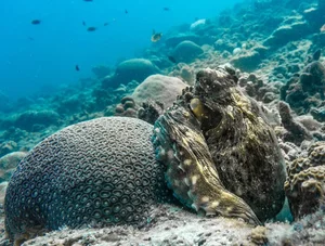 The Art of Invisibility: How Animals Use Masterful Camouflage to Hide in Plain Sight - image 9