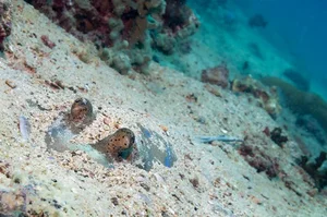 The Art of Invisibility: How Animals Use Masterful Camouflage to Hide in Plain Sight - image 0