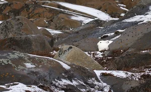 The Art of Invisibility: How Animals Use Masterful Camouflage to Hide in Plain Sight - image 7