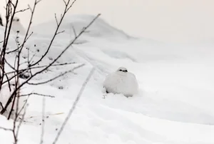 The Art of Invisibility: How Animals Use Masterful Camouflage to Hide in Plain Sight - image 13
