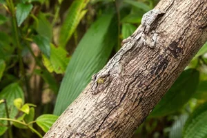 The Art of Invisibility: How Animals Use Masterful Camouflage to Hide in Plain Sight - image 10