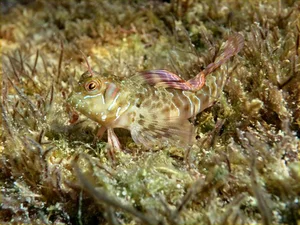 The Art of Invisibility: How Animals Use Masterful Camouflage to Hide in Plain Sight - image 1