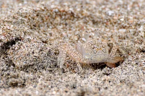 The Art of Invisibility: How Animals Use Masterful Camouflage to Hide in Plain Sight - image 11