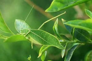 The Art of Invisibility: How Animals Use Masterful Camouflage to Hide in Plain Sight - image 2