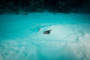 The Art of Invisibility: How Animals Use Masterful Camouflage to Hide in Plain Sight - image 19