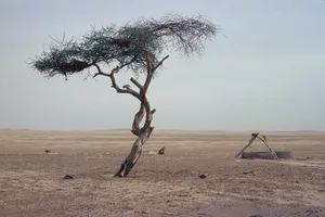 The Loneliest Tree on Earth: The Solitary Lighthouse of the Sahara Desert - image 6
