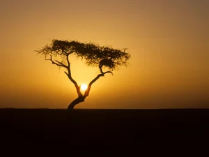 The Loneliest Tree on Earth: The Solitary Lighthouse of the Sahara Desert - image 2