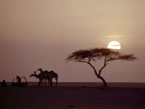 The Loneliest Tree on Earth: The Solitary Lighthouse of the Sahara Desert - image 5